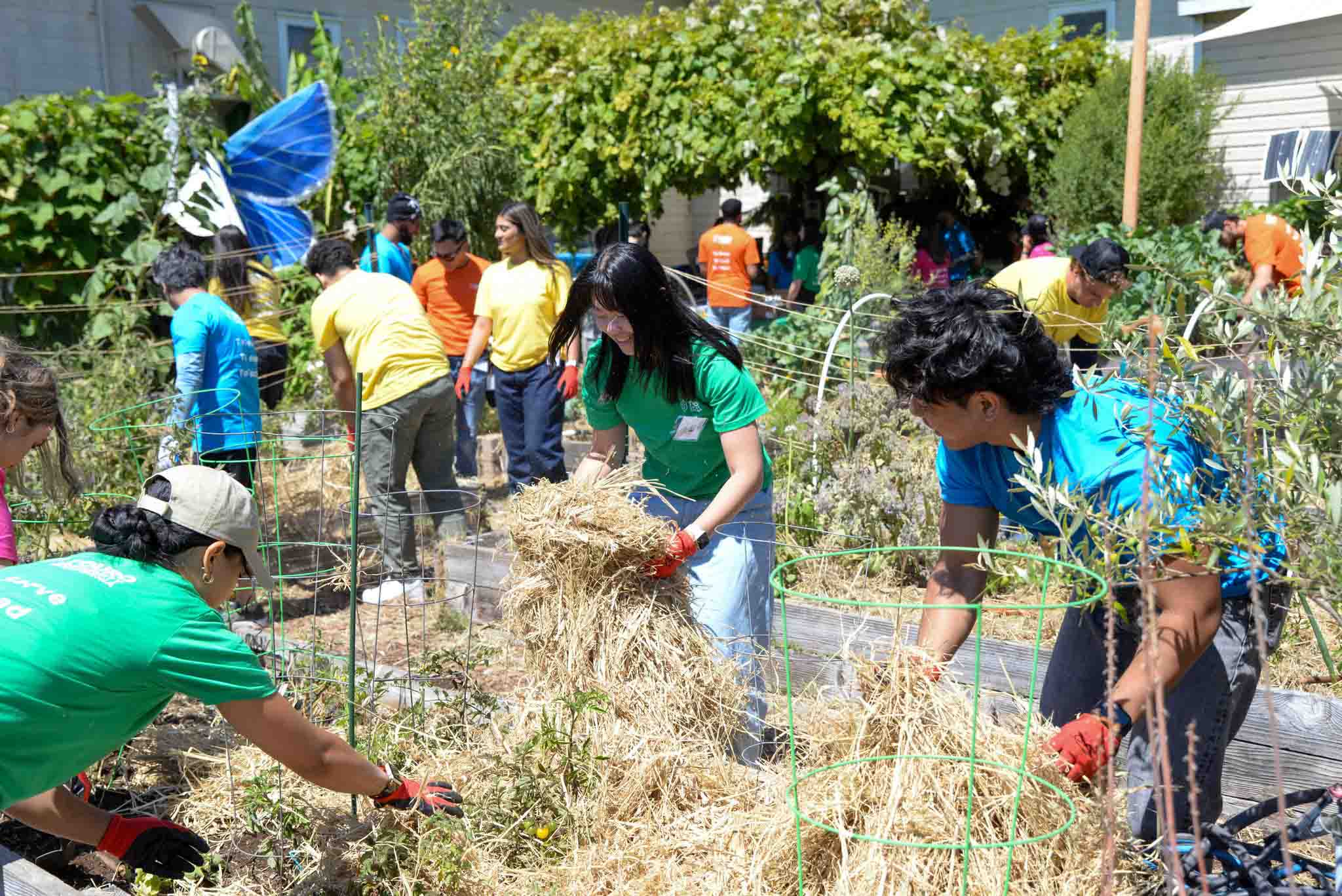 Students from Touro University California at the Vallejo People’s Garden during orientation days of service activities.